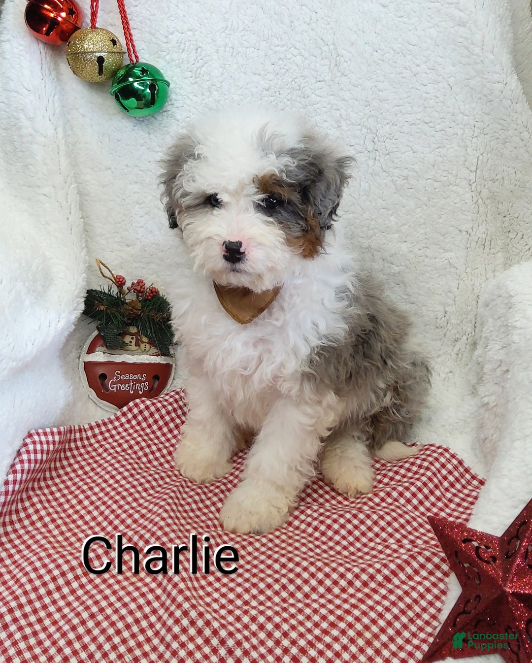 Mini Bernedoodle dogs for sale: Charlie - Ad 11
