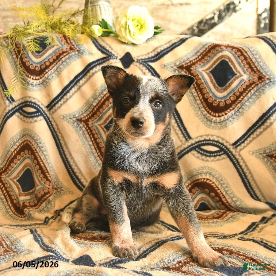 Australian Cattle Dog dogs Lark  - Ad 1
