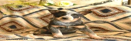 Australian Cattle Dog dogs for sale: Lark  - Ad 1