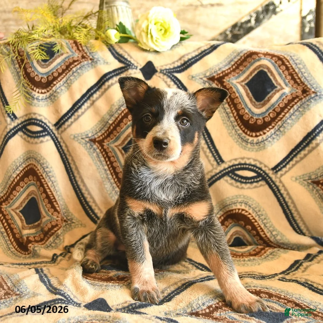 Australian Cattle Dog dogs for sale: Lark  - Ad 1