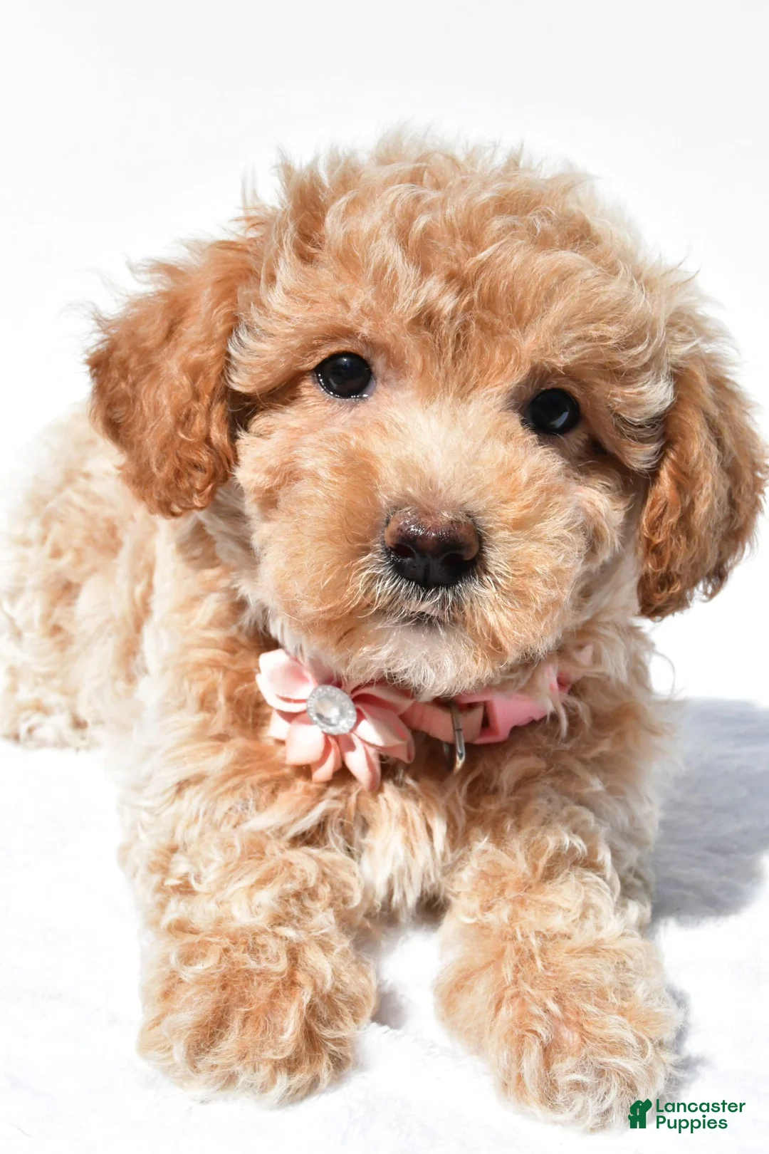 Maltipoo dogs for sale: Gabby - Ad 2