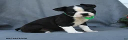 Boston Terrier dogs for sale: Hershey - Ad 4