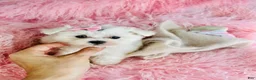 Maltese dogs for sale: Maltese 1 - Ad 2