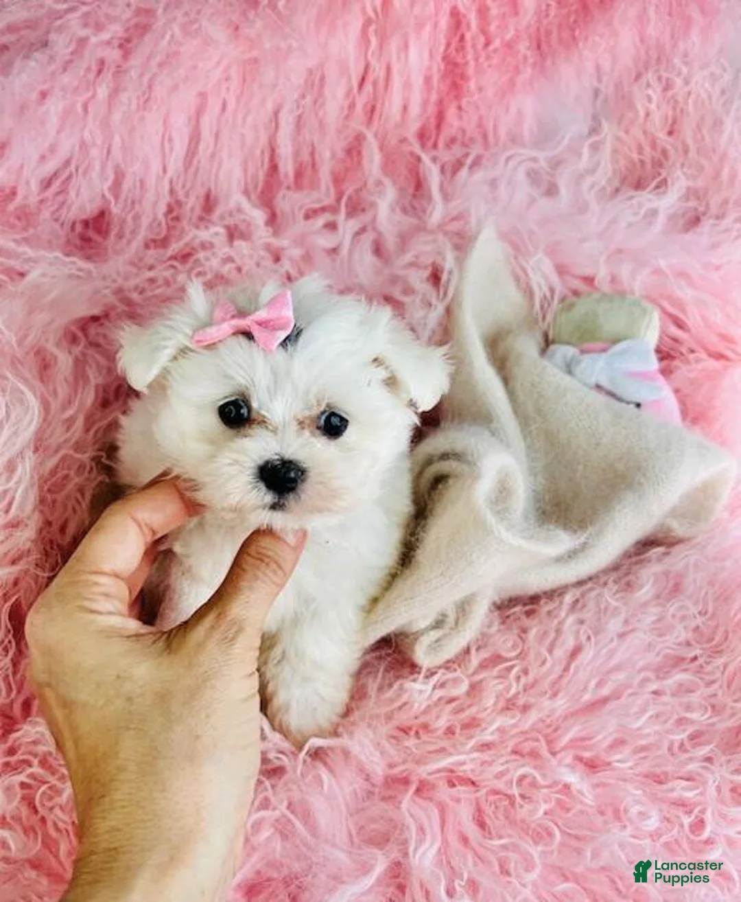 Maltese dogs for sale: Maltese 1 - Ad 2