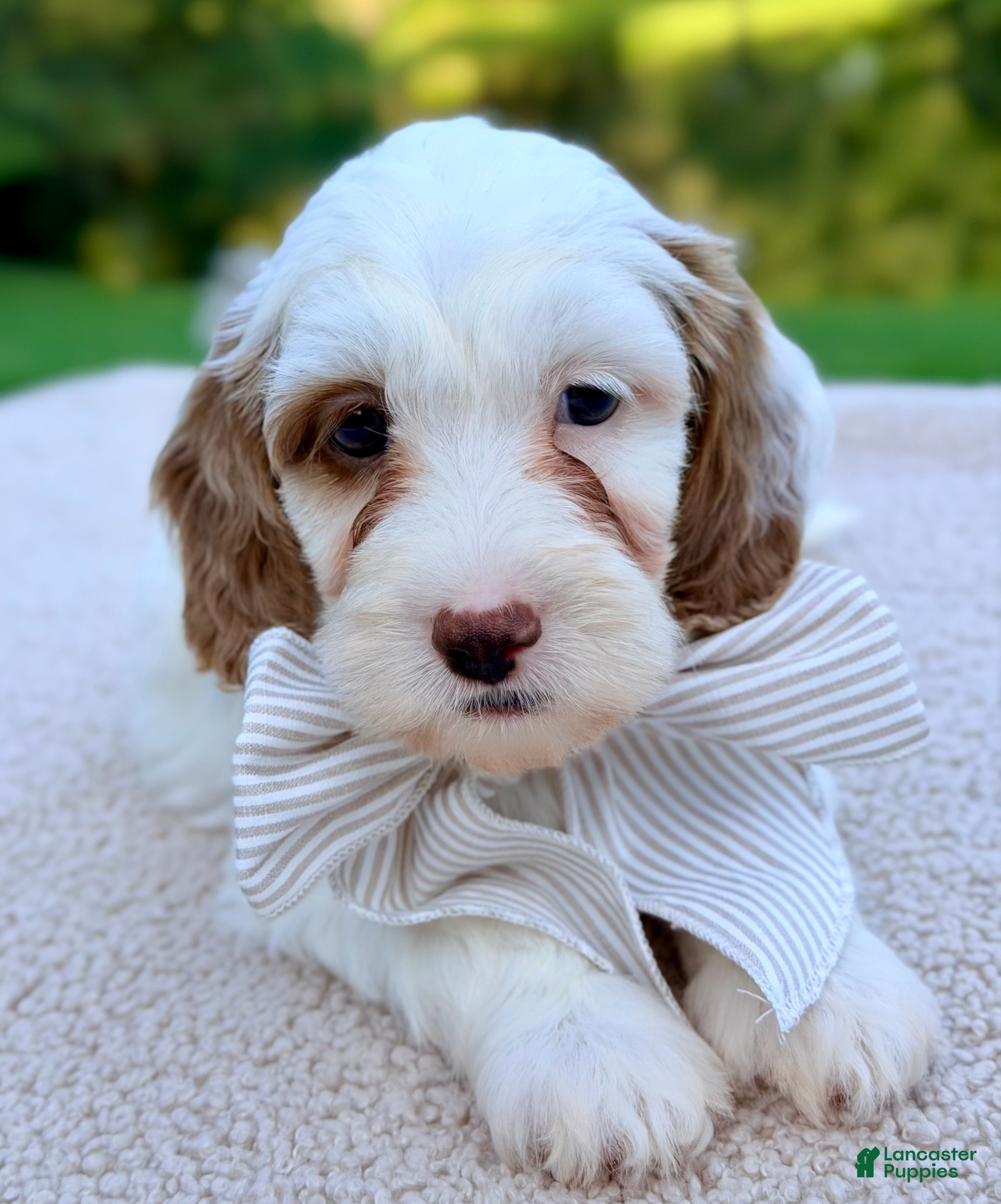 Mini Goldendoodle dogs Waffle-petite  - Ad 1