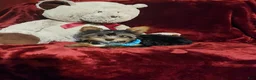 Yorkshire Terrier dogs for sale: *KNOX* - Ad 4