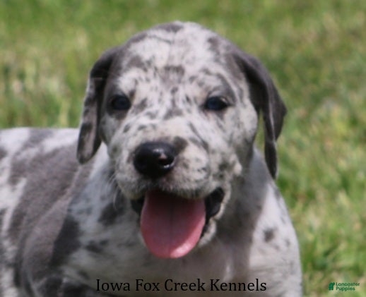 Great Dane dogs Shakira - Ad 5
