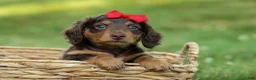 Miniature Dachshund dogs for sale: MURPHY - Ad 5