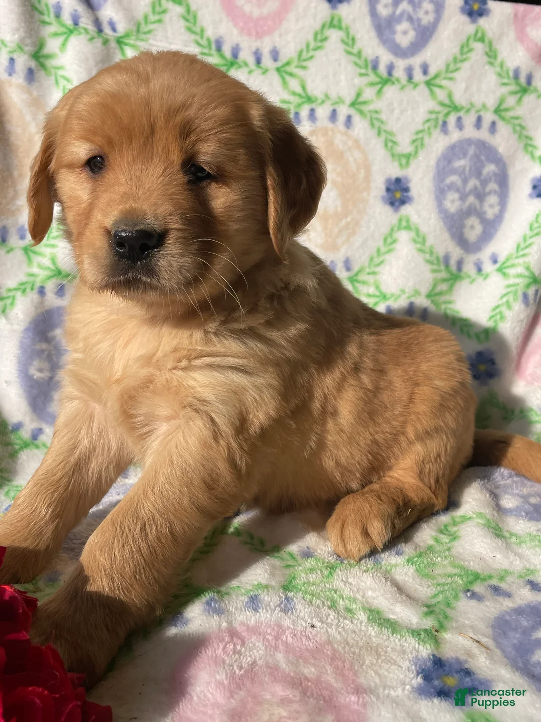 Golden Retriever dogs for sale: Ginger - Ad 4