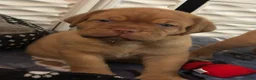 Dogue De Bordeaux dogs for sale: Dogue De Bordeaux 6 - Ad 3
