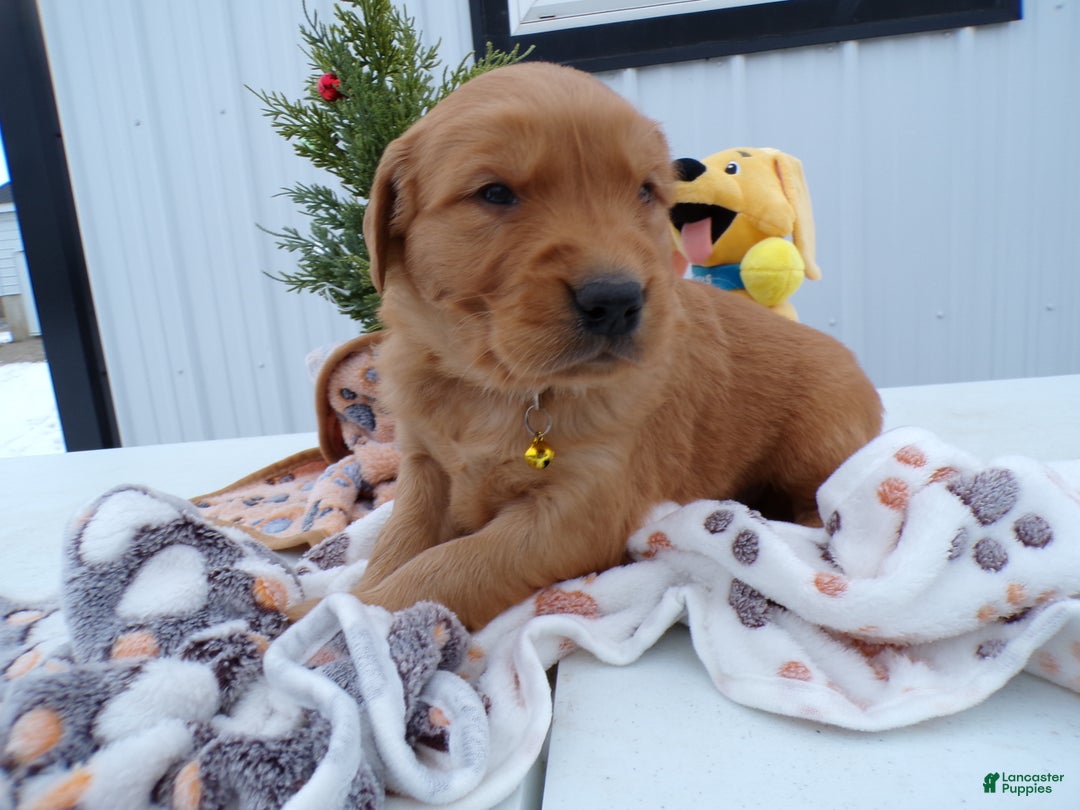 Golden Retriever dogs for sale: Golden Retriever Puppy 1 Buster - Ad 2
