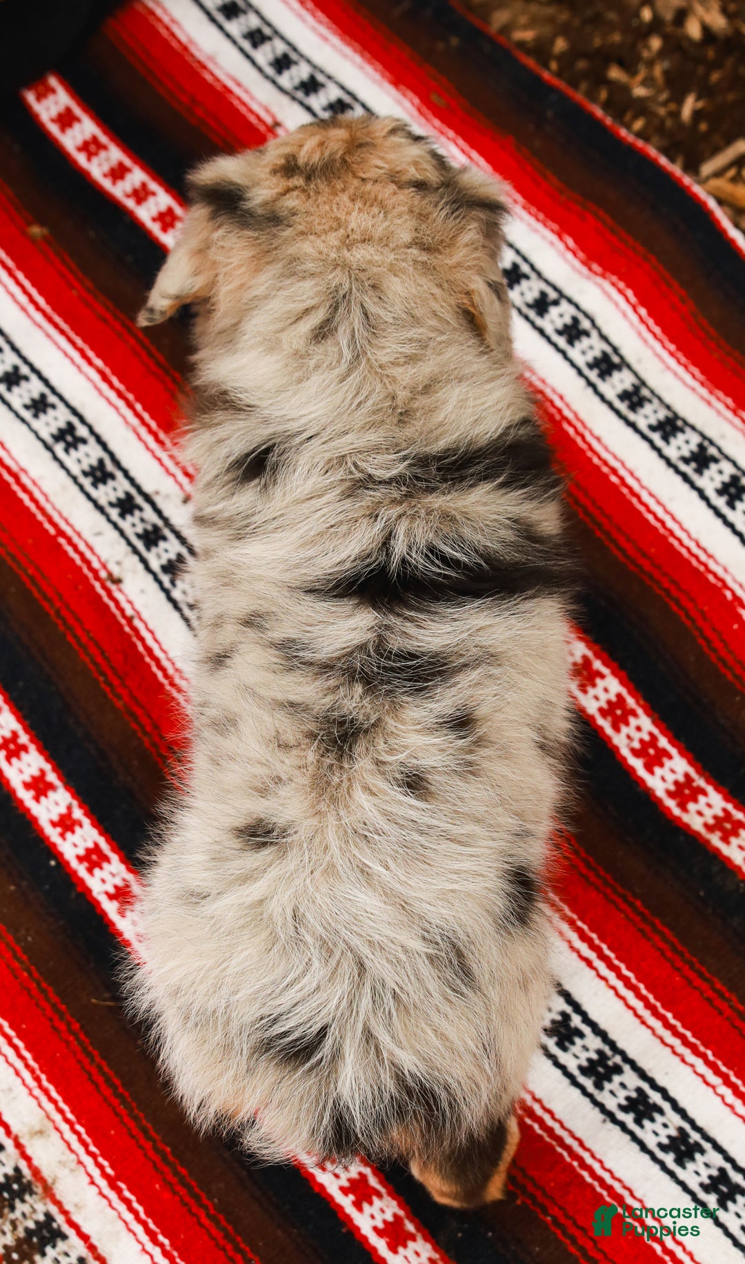 Aussiedoodle dogs for sale: Winston Standard - Ad 8