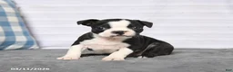 Boston Terrier dogs for sale: Roxy - Ad 4