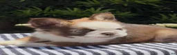 French Bulldog dogs for sale: French Bulldog Puppy 1 - Ad 6