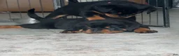 Rottweiler dogs for sale: Belize  - Ad 10