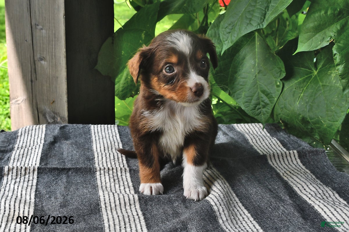 Mixed Breed dogs Gracie - Ad 2