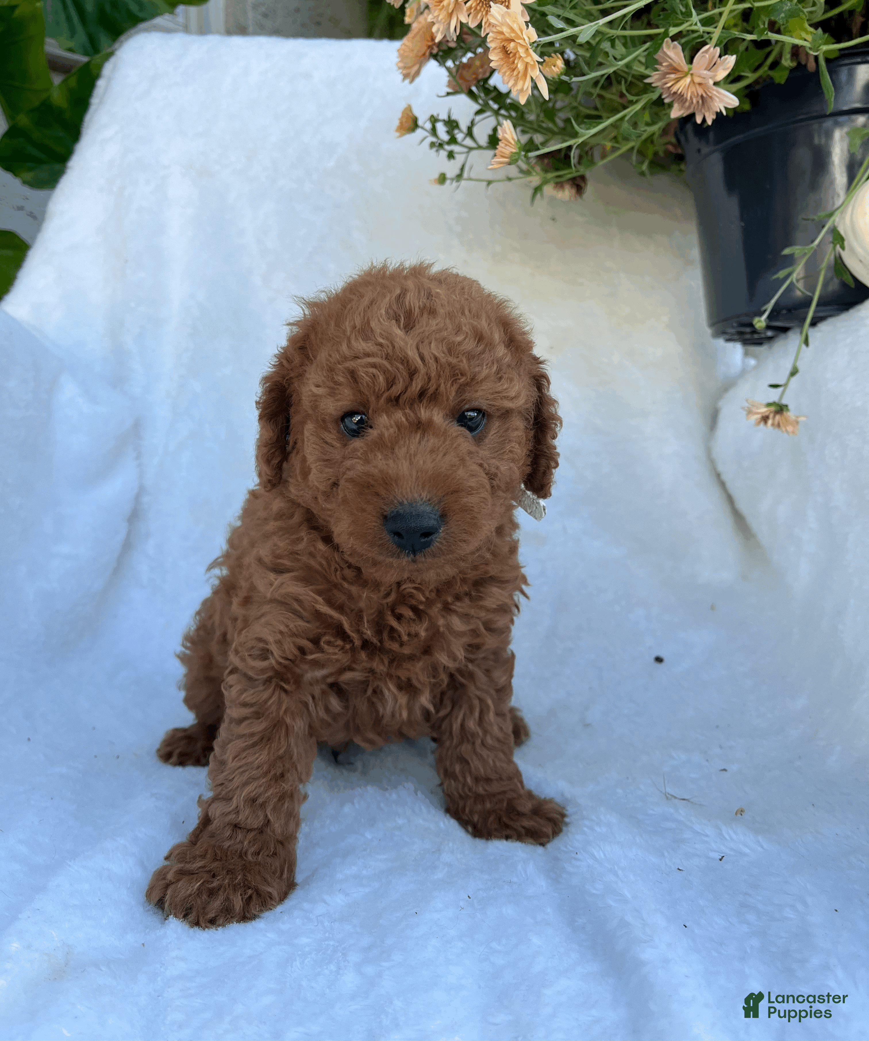 Goldendoodle dogs Rex - Ad 26