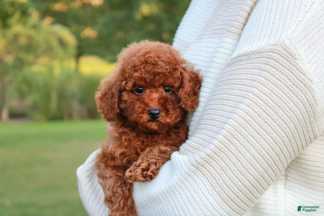 Toy Poodle dogs for sale: Saffron - Ad 5
