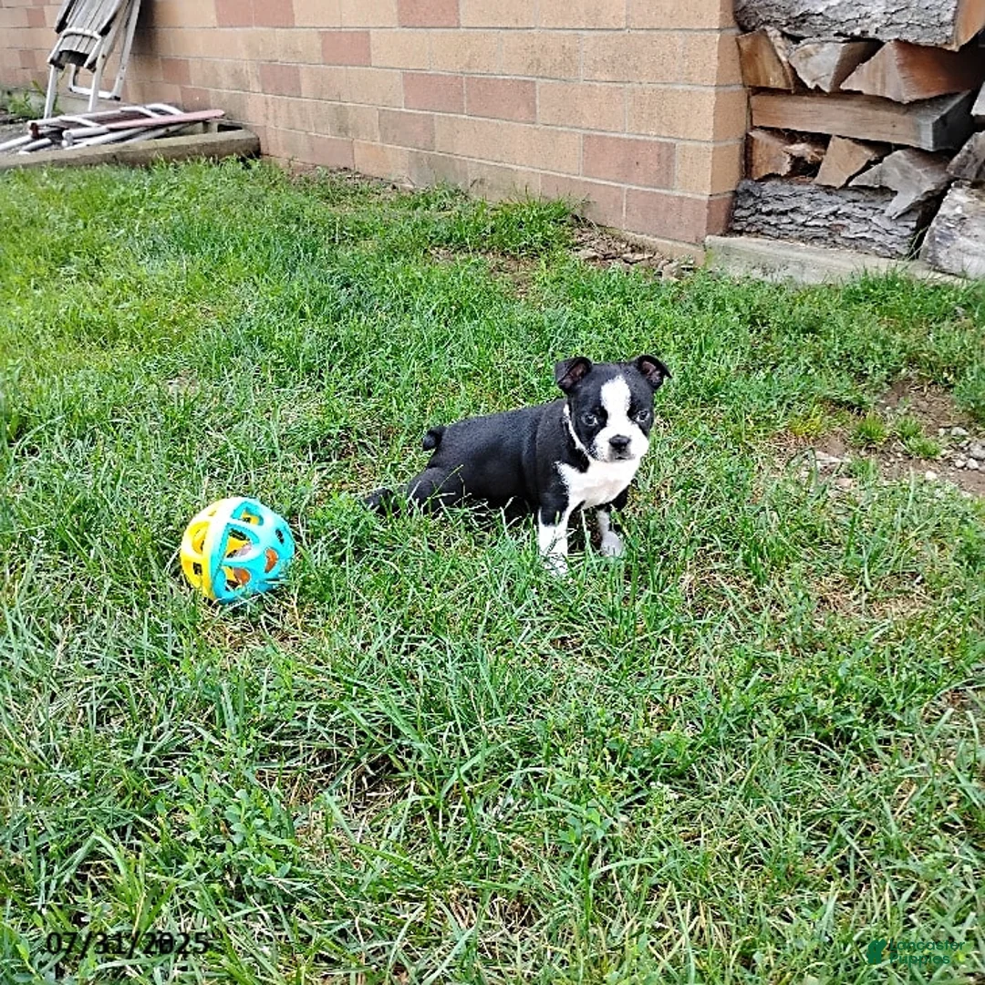 Boston Terrier dogs for sale: Roselyn - Ad 12
