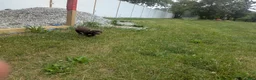 Labrador Retriever dogs for sale: Chocolate Male (Neon) - Ad 6