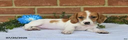 Miniature Dachshund dogs for sale: Jenny - Ad 5