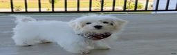 Maltese dogs for sale: Haden 7 lbs Full Grown - Ad 1
