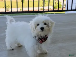 Maltese dogs for sale: Haden 7 lbs Full Grown - Ad 2