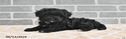 Maltipoo dogs for sale: Benji - Ad 5