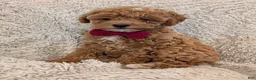 Toy Poodle dogs for sale: George  - Ad 7