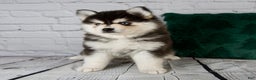 Pomsky dogs for sale: Gina - Ad 2