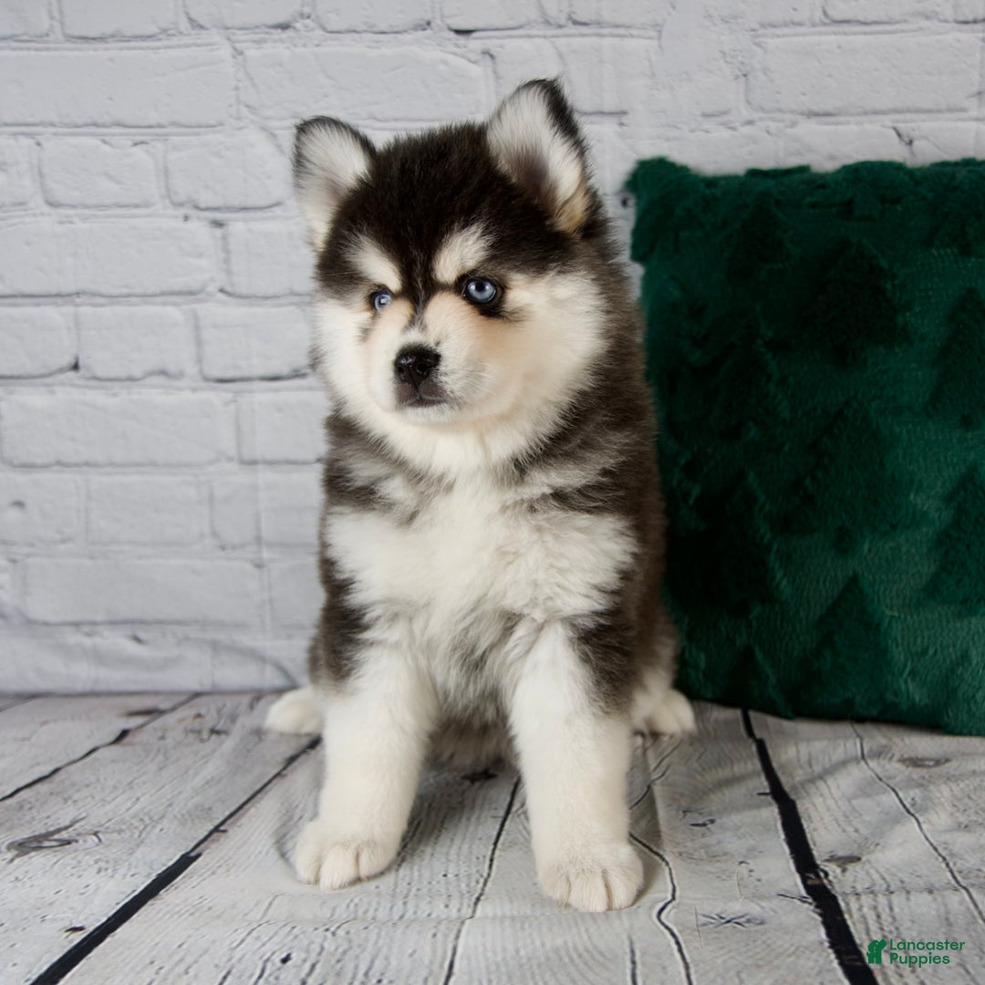 Pomsky dogs for sale: Gina - Ad 2