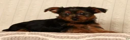 Yorkshire Terrier dogs for sale: Lucky - Ad 3