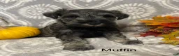 Miniature Schnauzer dogs for sale: Miniature Schnauzer 1 - Ad 2