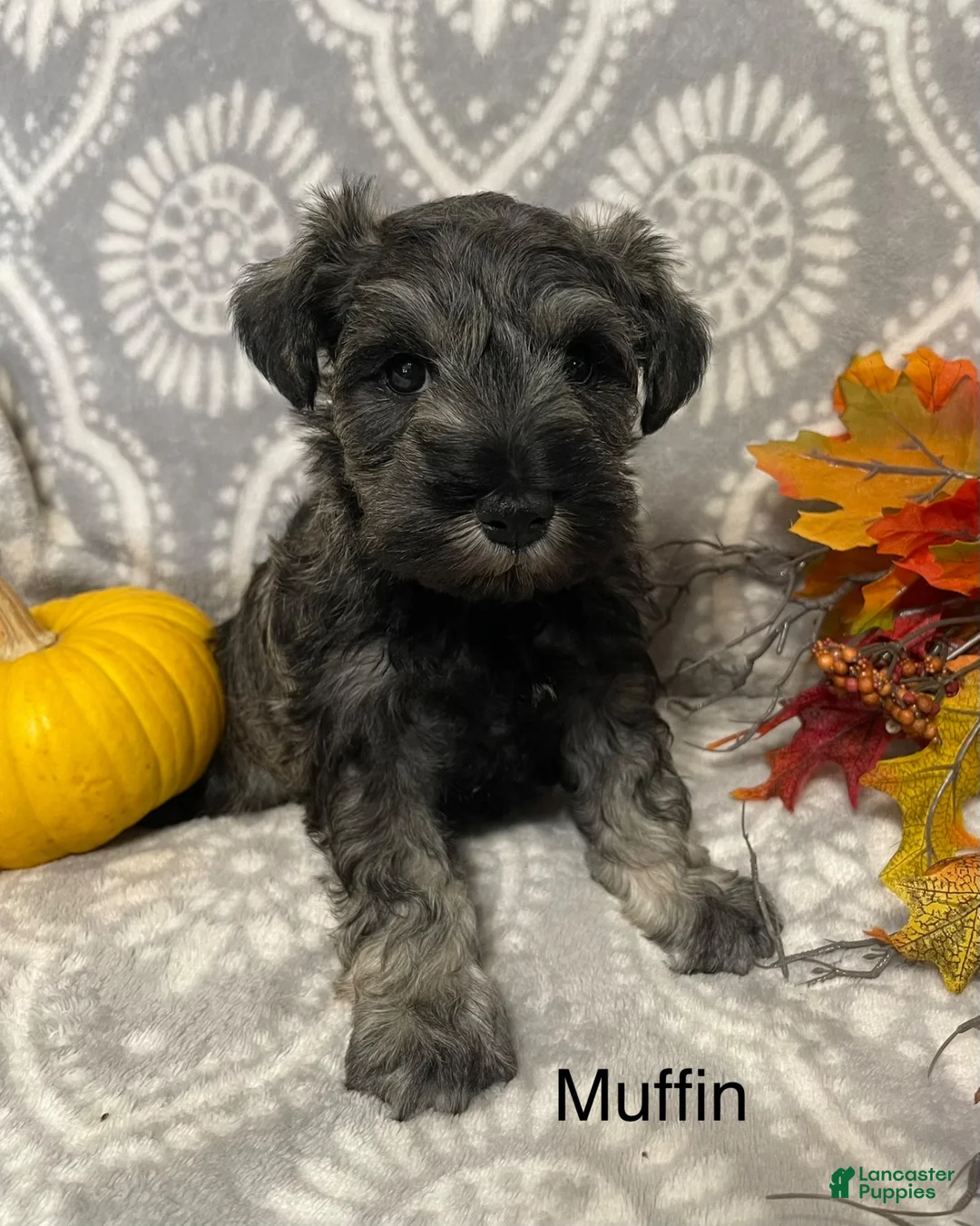 Miniature Schnauzer dogs for sale: Miniature Schnauzer 1 - Ad 2