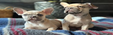 French Bulldog Puppy 3