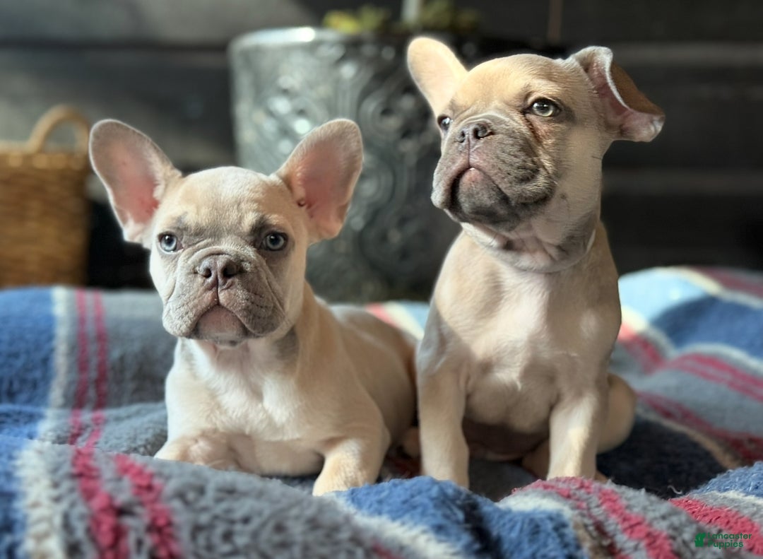 French Bulldog dogs for sale: French Bulldog Puppy 3 - Ad 1