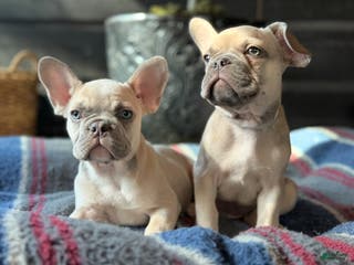 French Bulldog dogs French Bulldog Puppy 3 - Ad 13