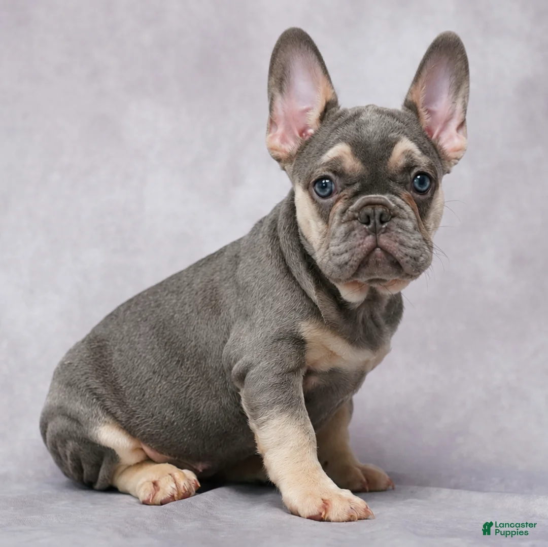 French Bulldog dogs for sale: Brittany - Ad 1