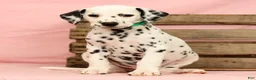 Dalmatian dogs for sale: Hailey - Ad 6