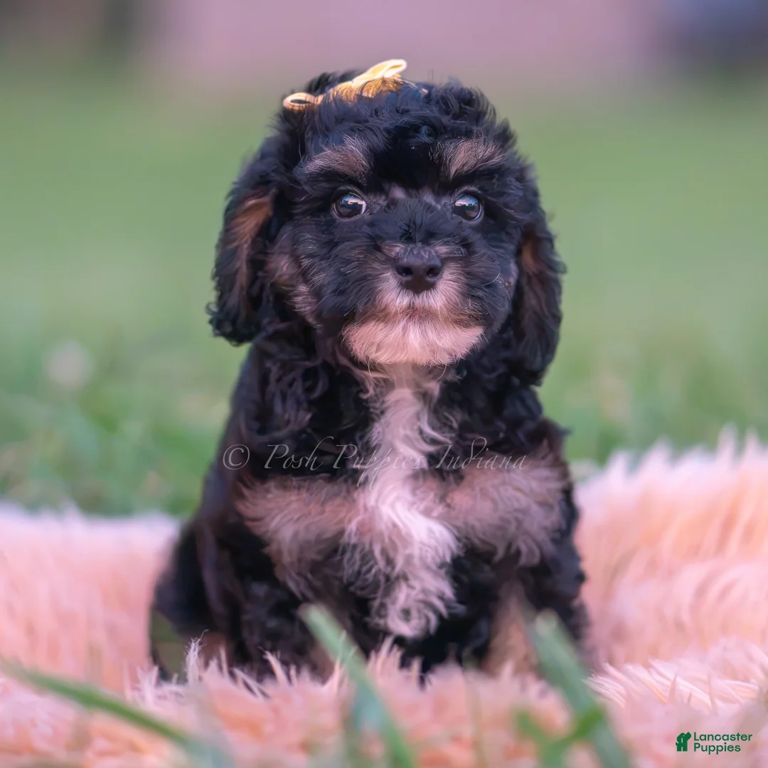 Toy Poodle dogs for sale: Arthur AKC  - Ad 5