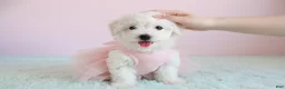 Maltipoo dogs for sale: Angel - Ad 4