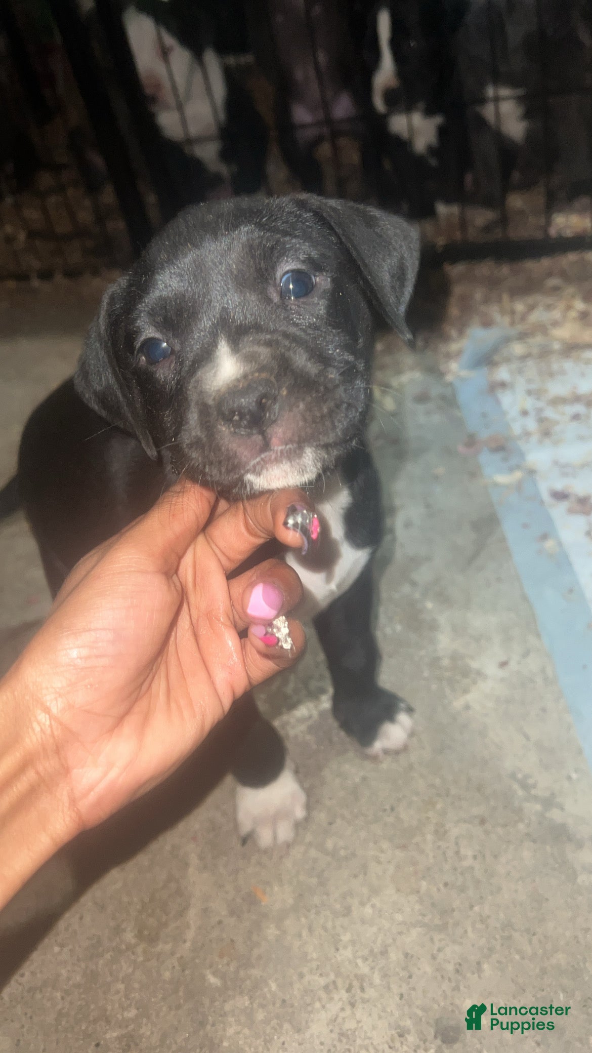 American Pit Bull Terrier dogs Dutches - Ad 35