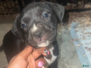 American Pit Bull Terrier dogs Dutches - Ad 35