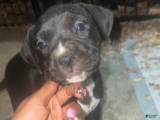 American Pit Bull Terrier dogs Dutches - Ad 35