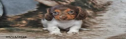 Miniature Dachshund dogs for sale: Queenie - Ad 2