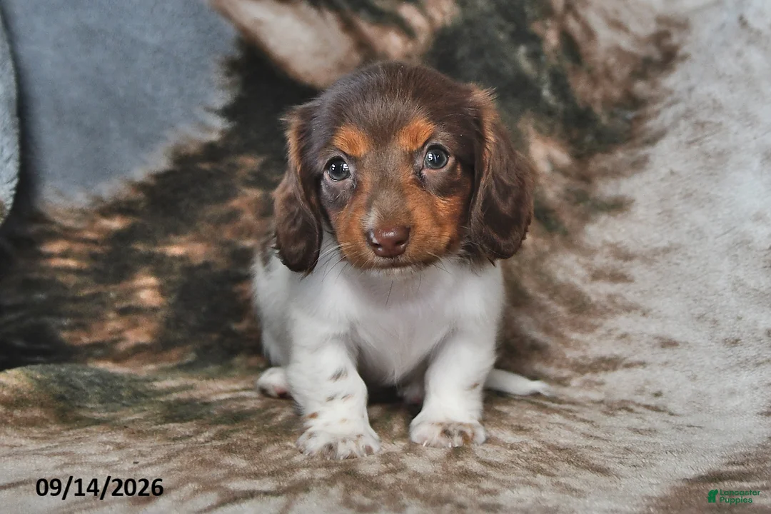 Miniature Dachshund dogs for sale: Queenie - Ad 2