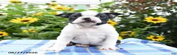 Boston Terrier dogs for sale: Rocco - Ad 5