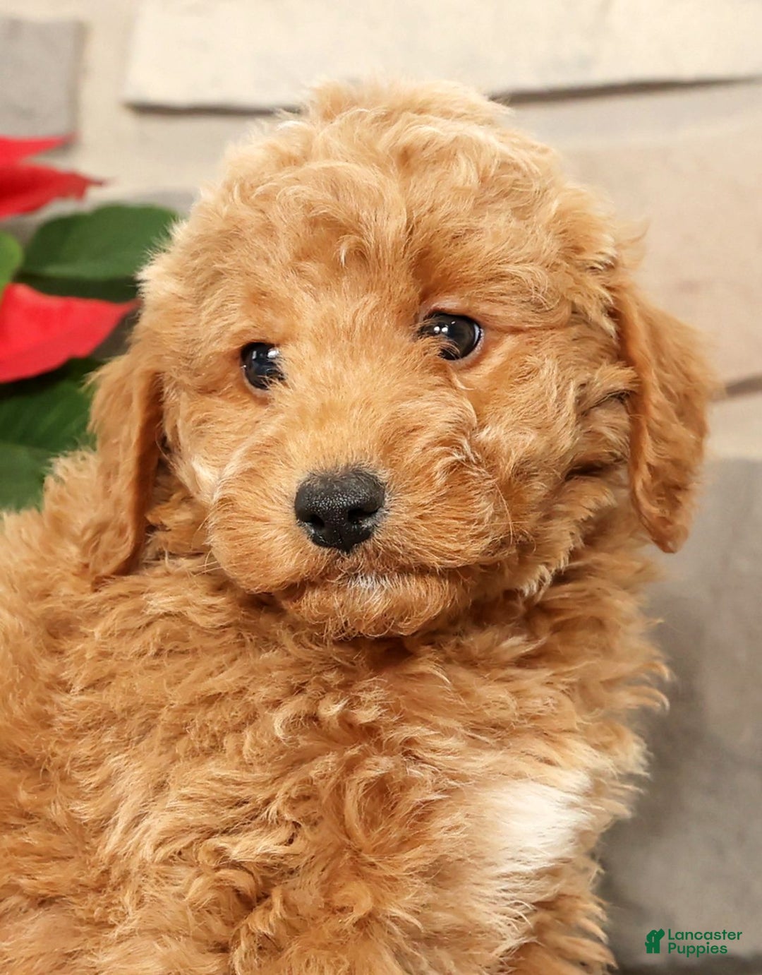 Mini Goldendoodle dogs for sale: Edgar - Ad 9
