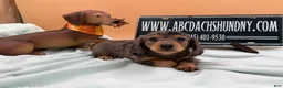Miniature Dachshund dogs for sale: AKC Russian lh - Ad 5