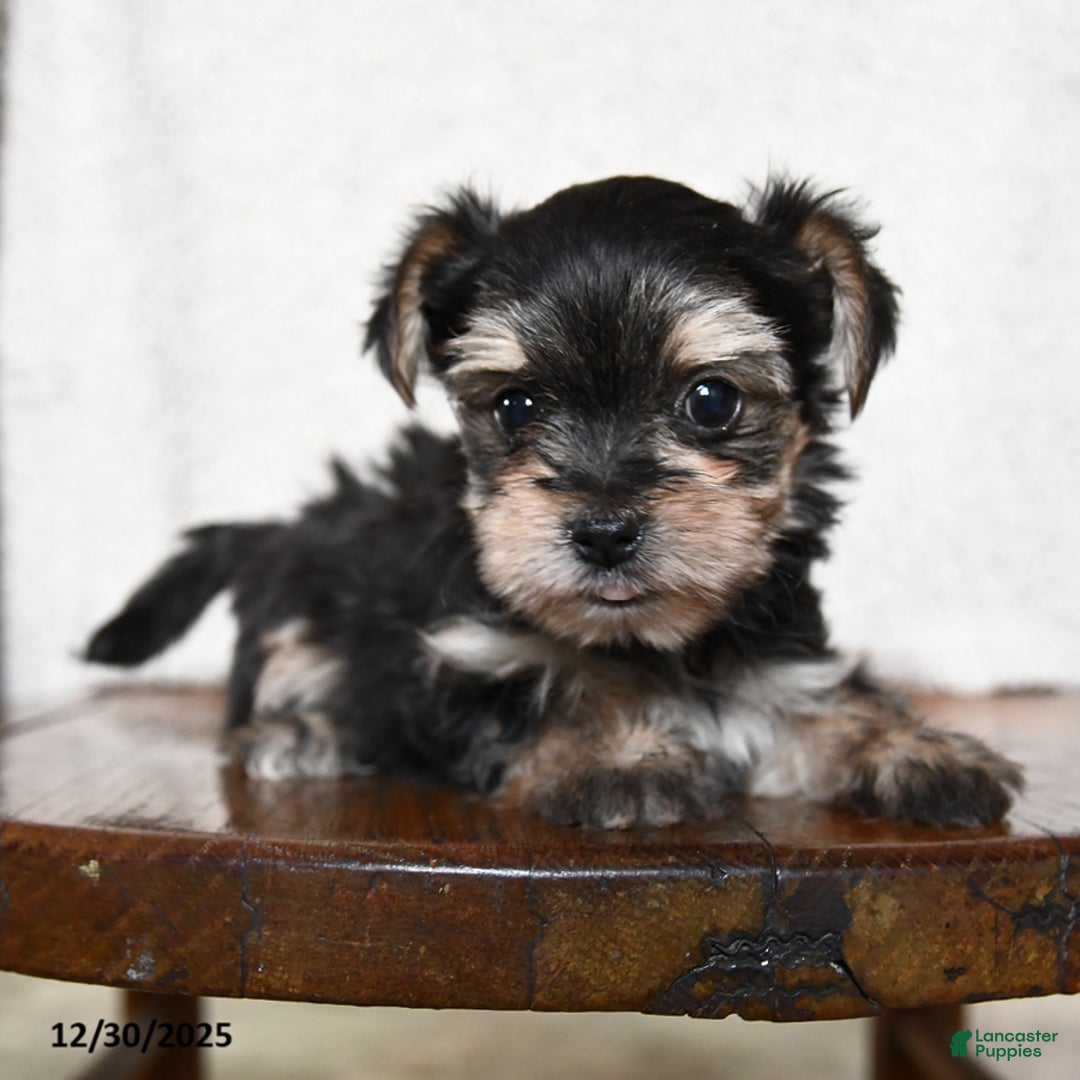 Morkie dogs for sale: Tiny - Ad 2